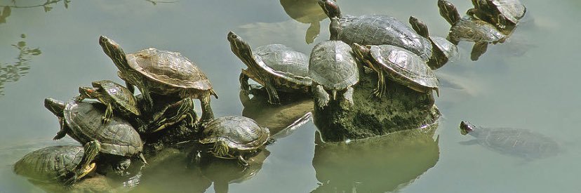 LSU Turtle Meat banner