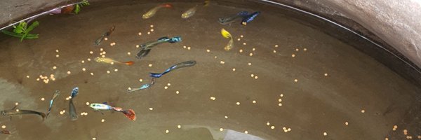 Cryptiecryp Profile Banner