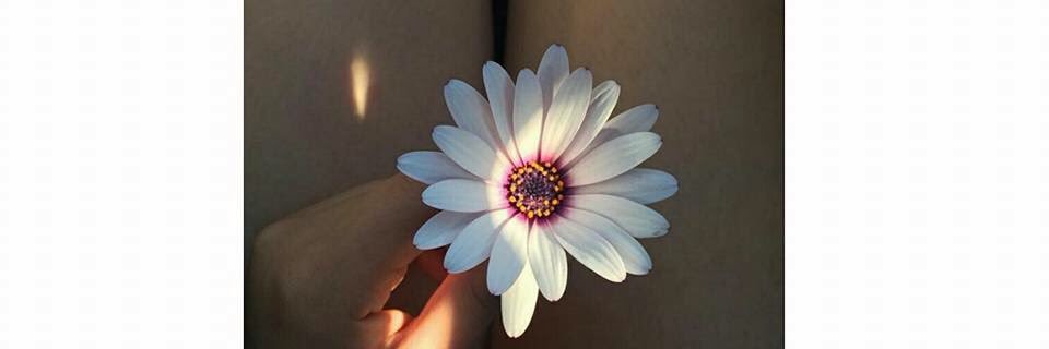 elizabethfloree's profile banner image