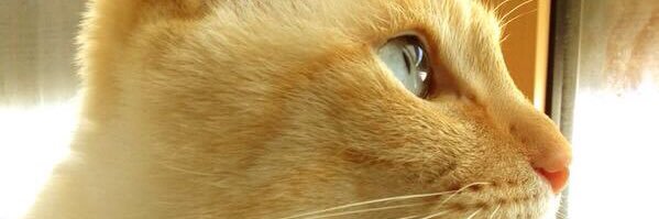rin_pbry's profile banner image