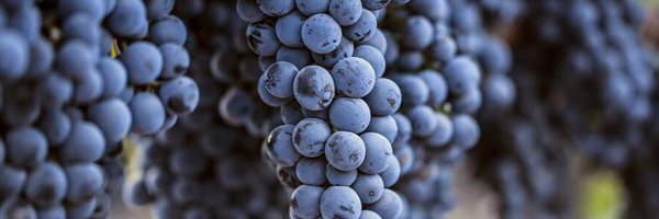 antociano Profile Banner