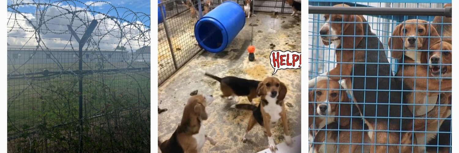 Owney ❤️‍🔥⚖️🌱🌎#pigoneer 🐖's banner