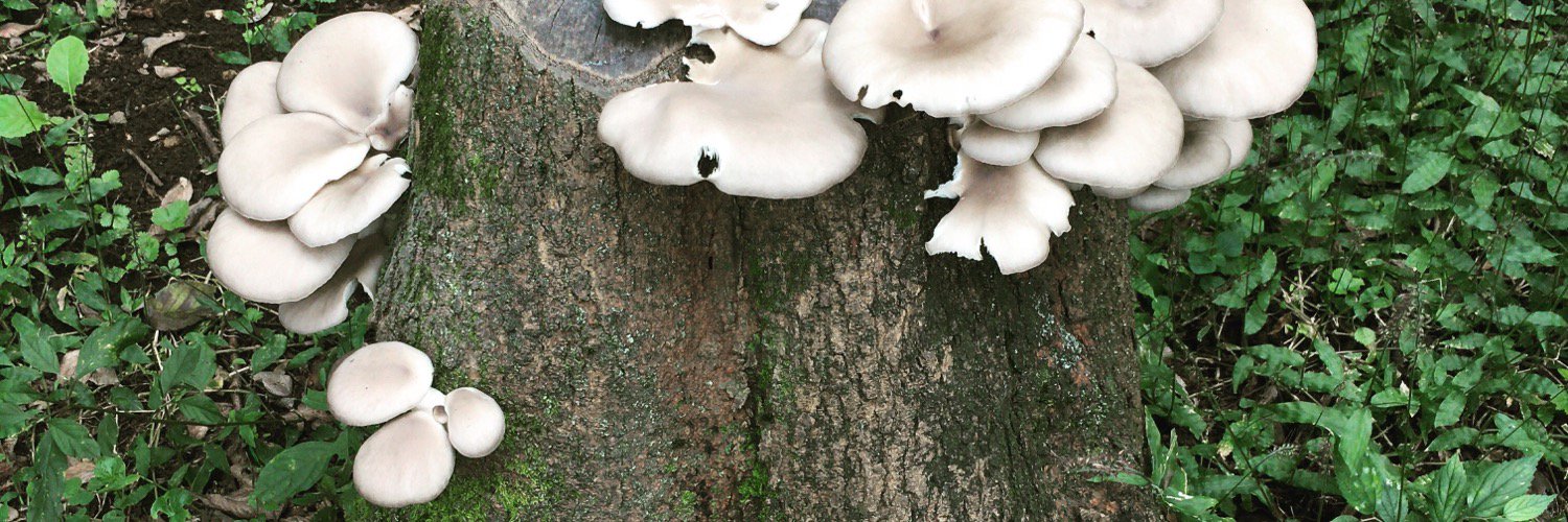 ysm / ヤスモ banner