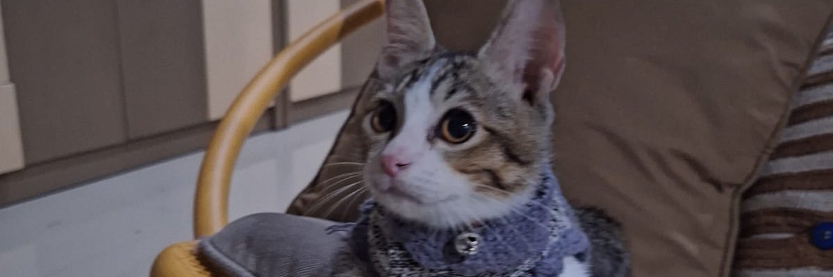 VivaldiZ's profile banner image
