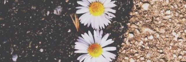 thatShaygirll's profile banner image