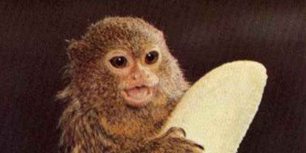 ObviousBanana's profile banner image