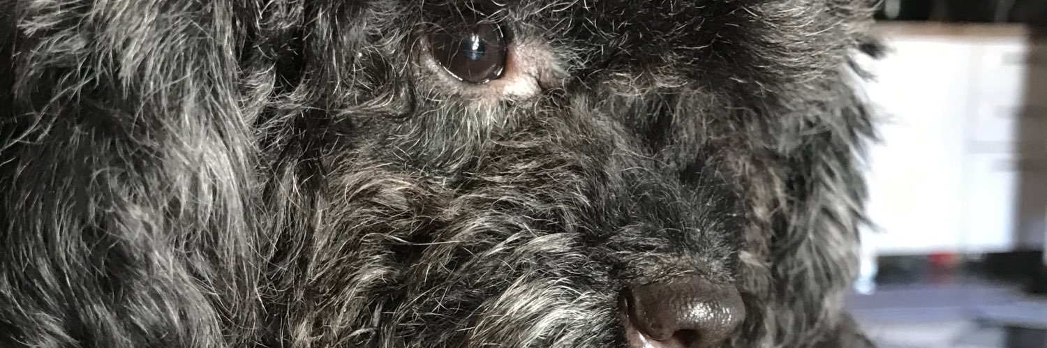 Jaqueloops's profile banner image