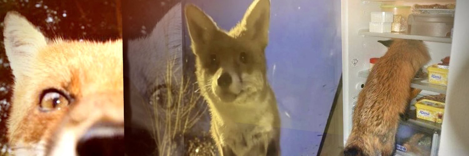 Ryn 🦊‼️🗣️🔥@ TFF banner