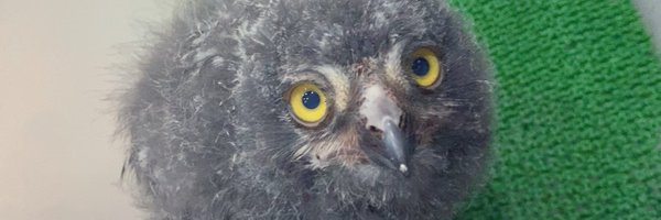 snowyOwl_nive Profile Banner