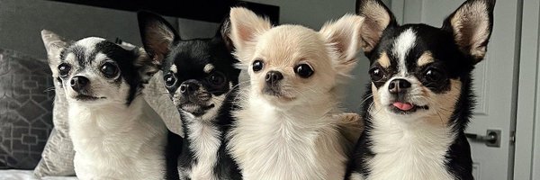 chihuahua Lover Profile Banner