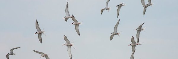 BirdsofBARI Profile Banner
