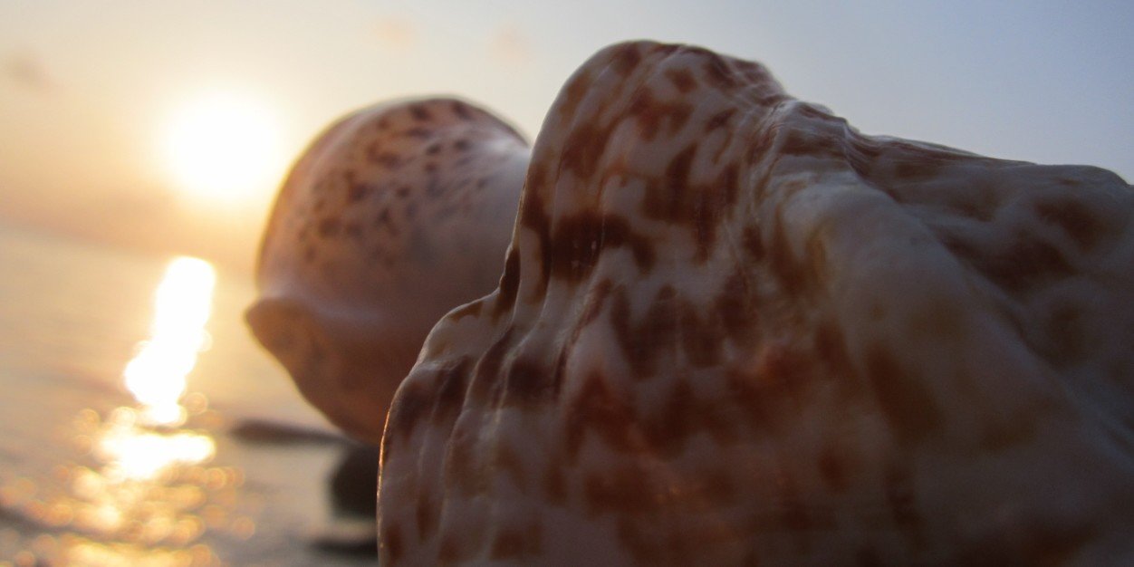 widinni's profile banner image