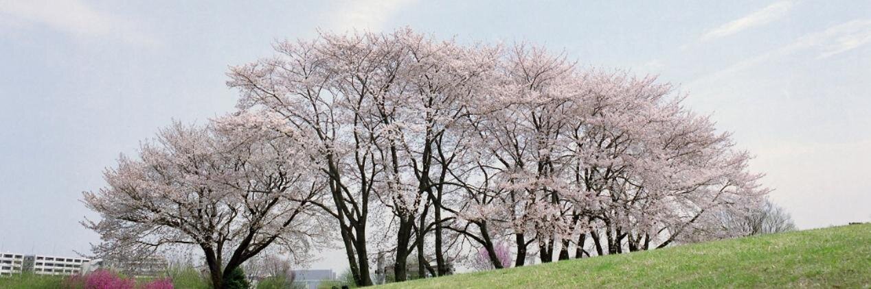 tsuchiyakoji's banner