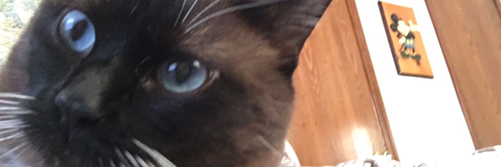 davodn's profile banner image