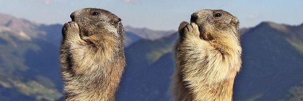 BrawlSMP Profile Banner