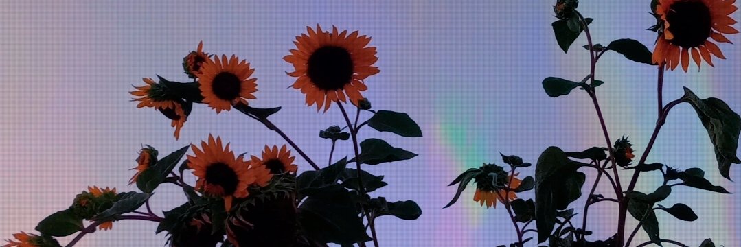 _lauraaamm06_'s profile banner image