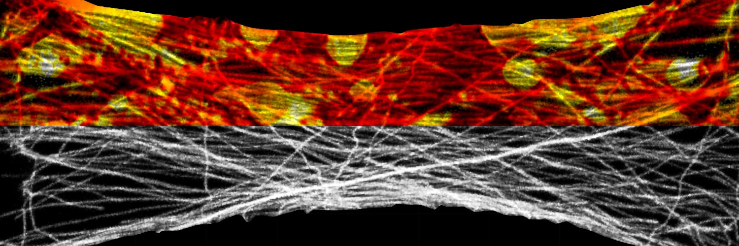 Biomechanics and Modeling in Mechanobiology banner