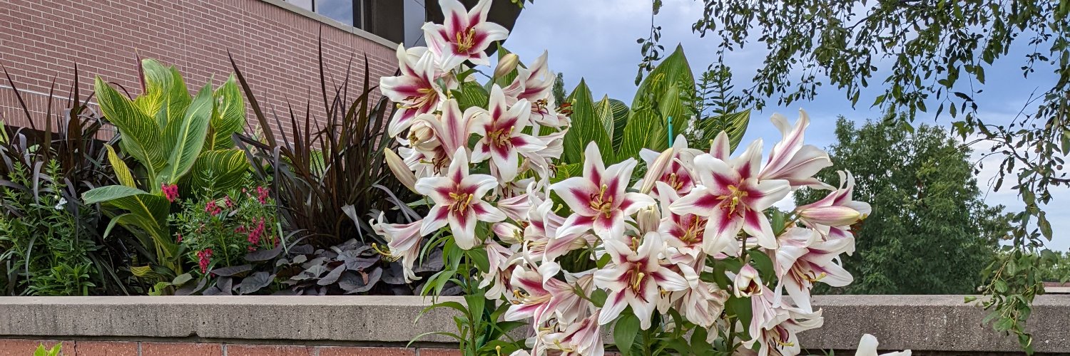 Dr. Dawn Del Carlo banner