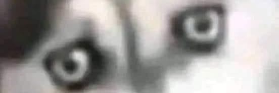 SLOJ banner
