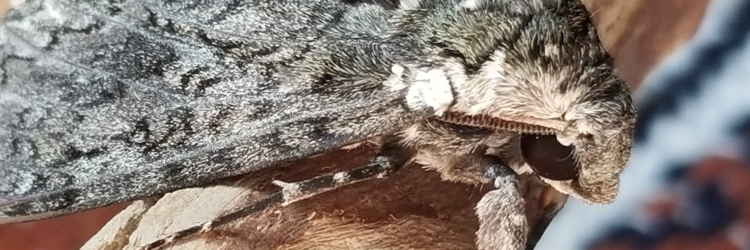 ManducaMori's profile banner image