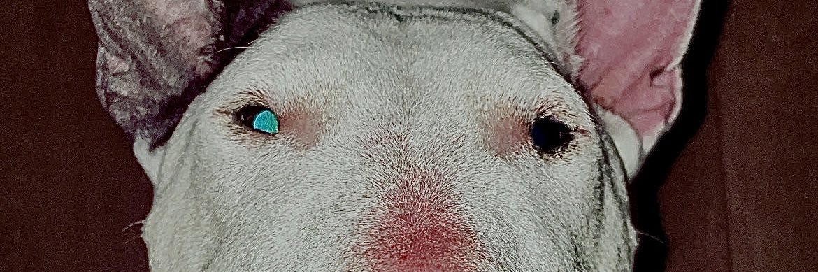 Maxywaxy98's profile banner image