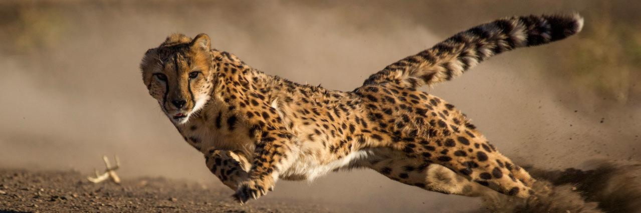 gepard9009's profile banner image