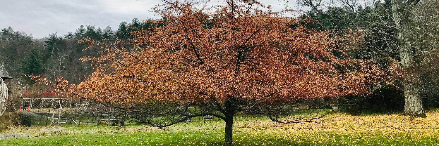 Genese Sodikoff banner