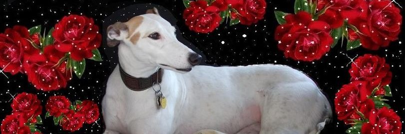 TrudyG's profile banner image