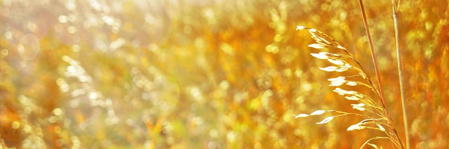 Lifeisbutadream Profile Banner