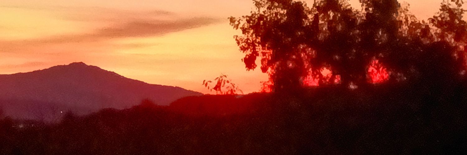 piperbug's profile banner image