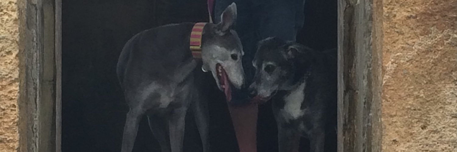 Tilly & Dexter banner