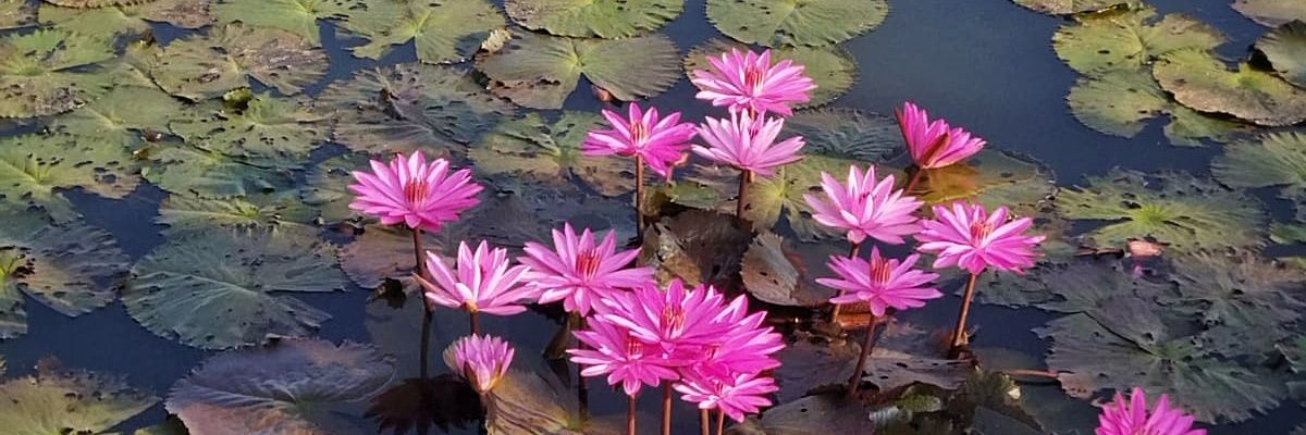 dwitameiriani's profile banner image