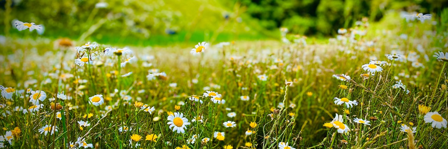 Neo — 🇳🇿🥝🦍📸 banner