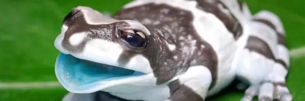 derptiles Profile Banner