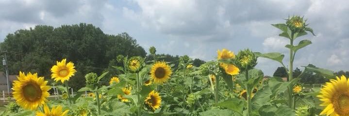 tselock's profile banner image