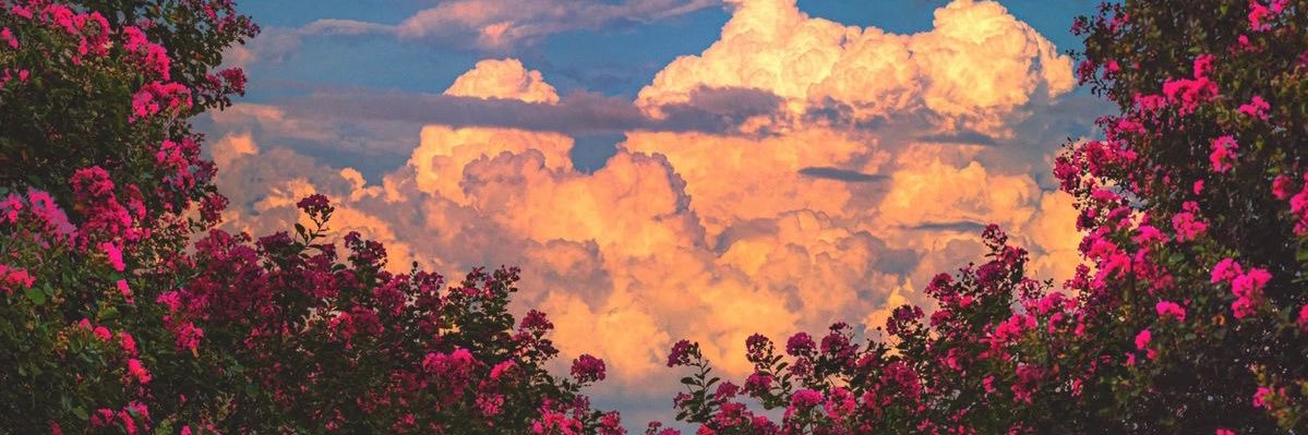 daphneedolphin's profile banner image