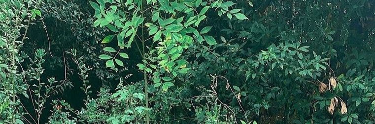💎 banner