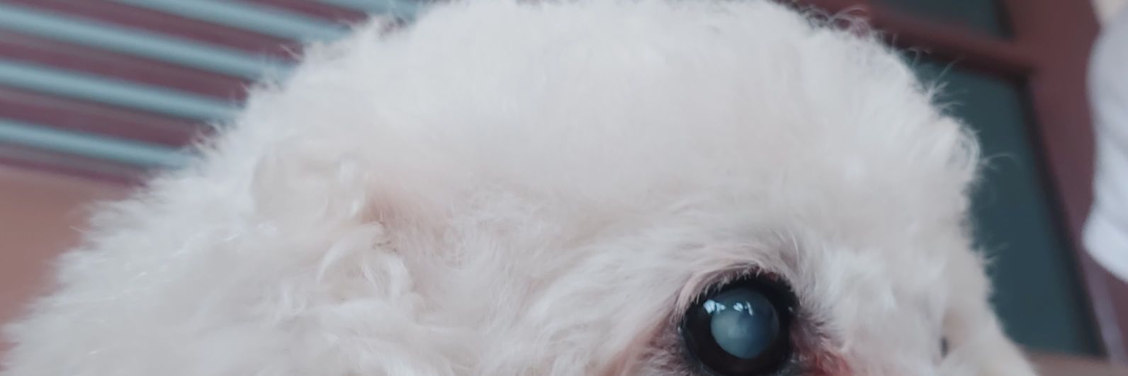 dtelisabeth's profile banner image