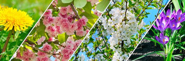 GardenDotHelp Profile Banner