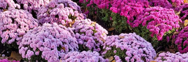 Tusya_Andrie Profile Banner