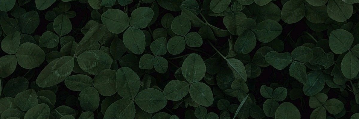 ✷ banner