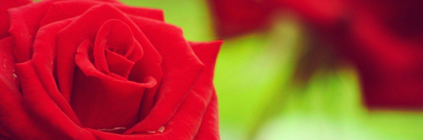 SabrinaFox15's profile banner image