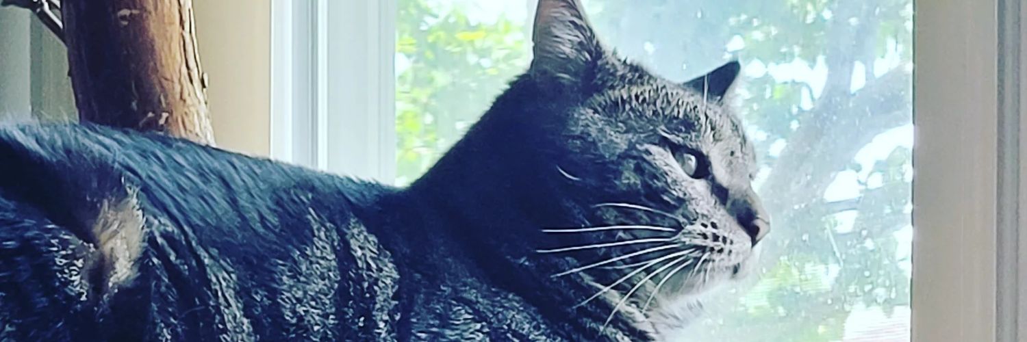 Angelbug's profile banner image