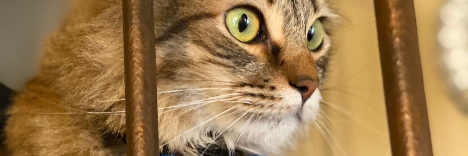 hugprat's profile banner image