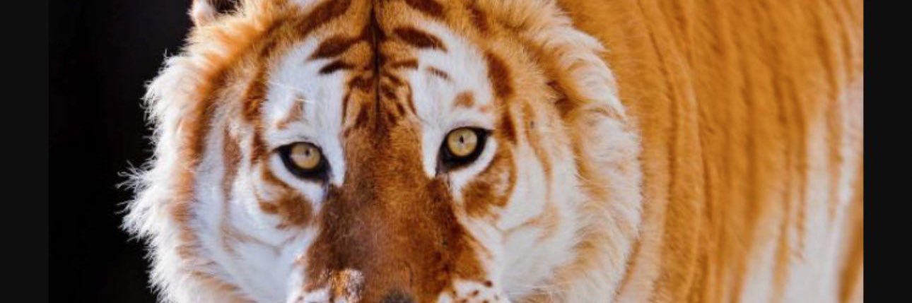 Agilcrazy's profile banner image