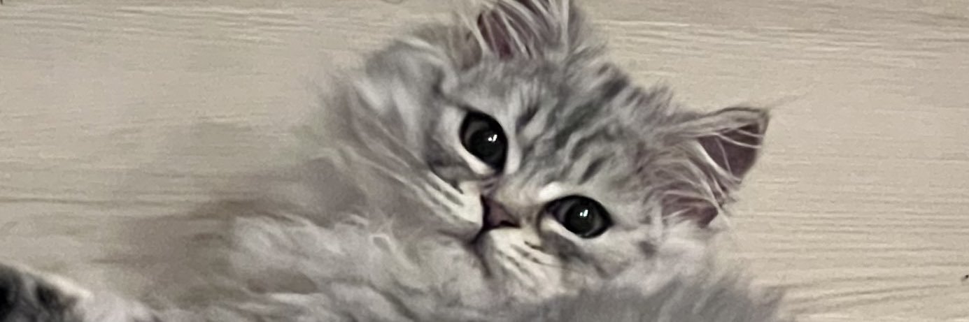 ふろすと banner