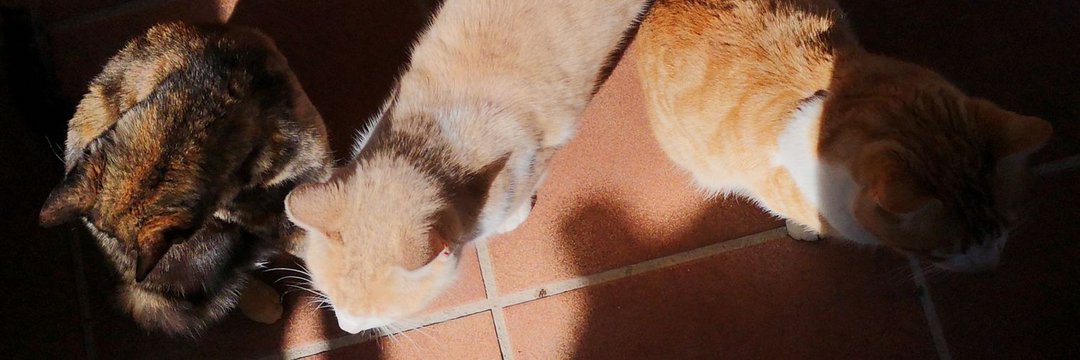 LauriLaredo's profile banner image