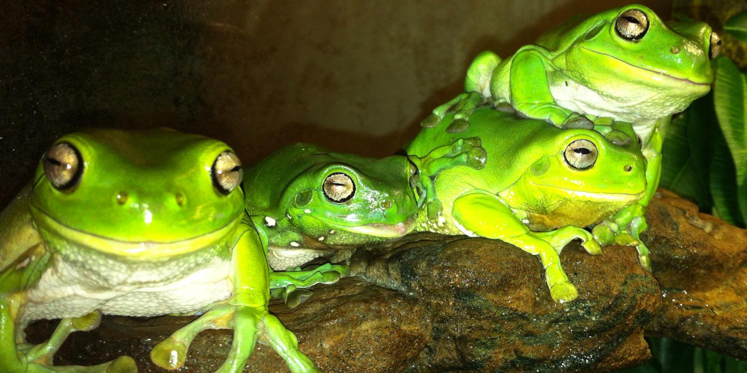 Sticky Frogs's banner
