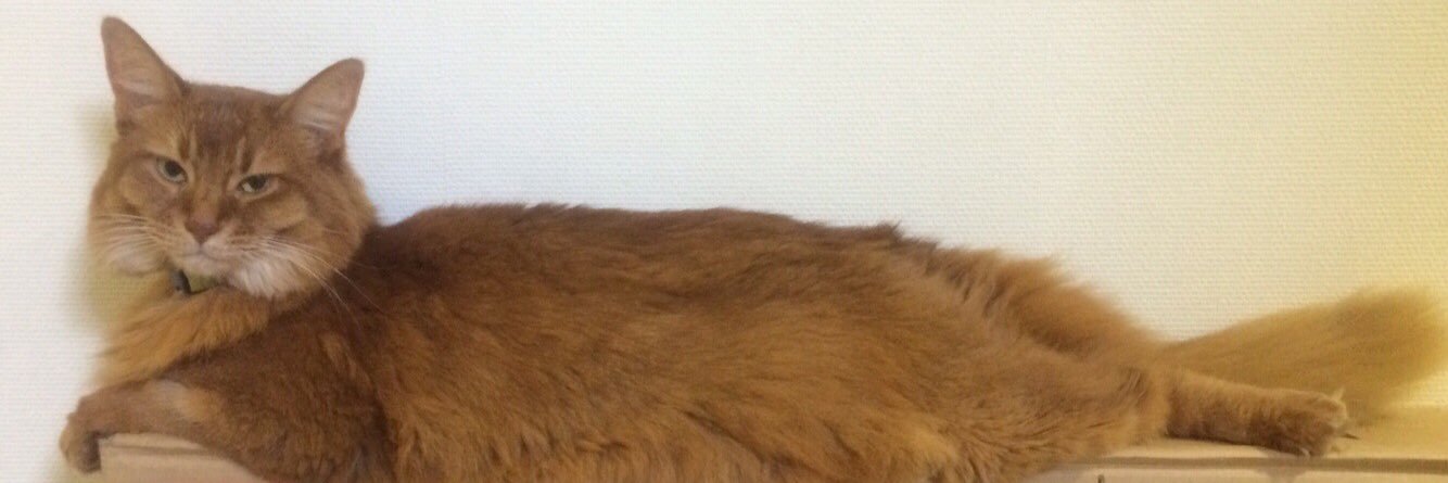 猫毛の紅玉2@元気が1番ですにゃ〜🙏 banner