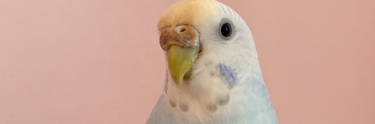 Kriptocuamca1's profile banner image